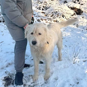 Собаки в добрые руки - Беляш и Рыжуля - 1