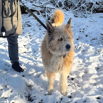 Собаки в добрые руки - Беляш и Рыжуля - 2