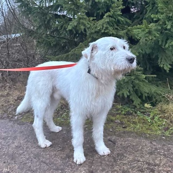 Собаки в добрые руки - Беляш и Рыжуля - 3