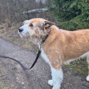 Собаки в добрые руки - Беляш и Рыжуля - 4