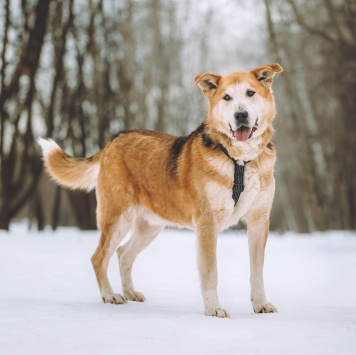 Собаки в добрые руки - Байкал