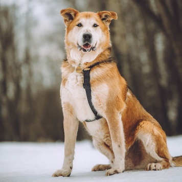 Собаки в добрые руки - Байкал - 1