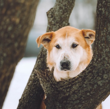 Собаки в добрые руки - Байкал - 2