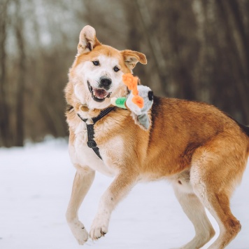 Собаки в добрые руки - Байкал - 3