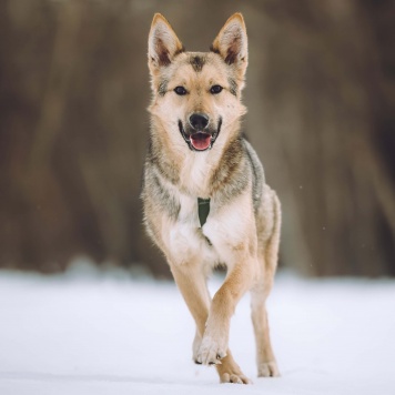 Собаки в добрые руки - Лисёнок