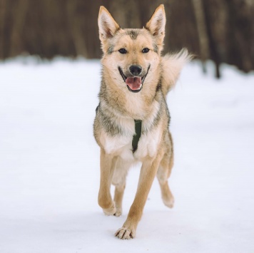 Собаки в добрые руки - Лисёнок - 1
