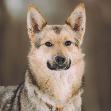 Собаки в добрые руки - Лисёнок - 2