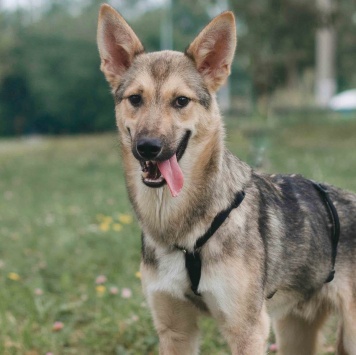 Собаки в добрые руки - Лисёнок - 3