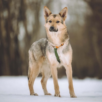 Собаки в добрые руки - Лисёнок - 4
