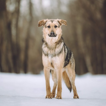 Собаки в добрые руки - Иванушка