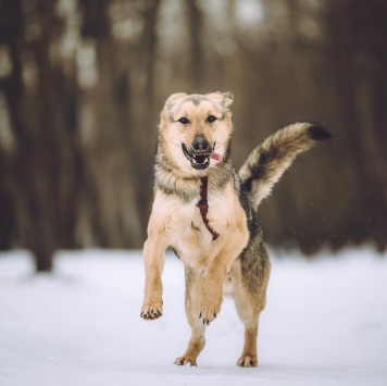 Собаки в добрые руки - Иванушка - 1