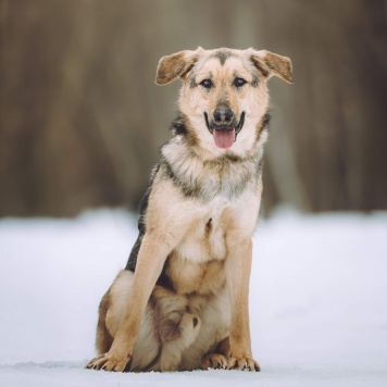 Собаки в добрые руки - Иванушка - 2