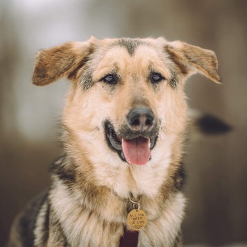 Собаки в добрые руки - Иванушка - 3