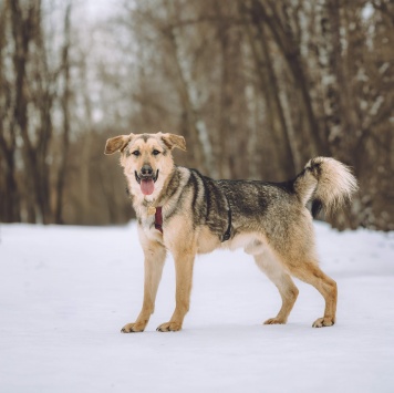 Собаки в добрые руки - Иванушка - 4