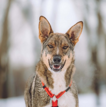 Собаки в добрые руки - Ромео