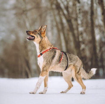 Собаки в добрые руки - Ромео - 1