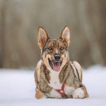Собаки в добрые руки - Ромео - 2
