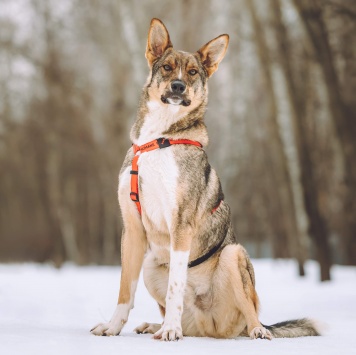 Собаки в добрые руки - Ромео - 3