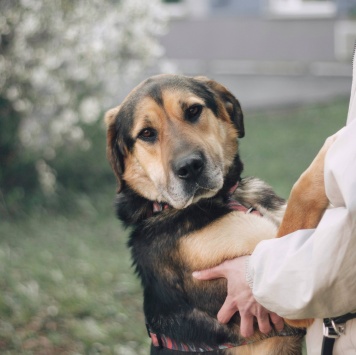 Собаки в добрые руки - Сиба