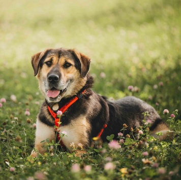 Собаки в добрые руки - Сиба - 1