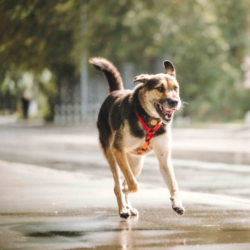 Собаки в добрые руки - Сиба - 2