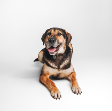 Собаки в добрые руки - Сиба - 4