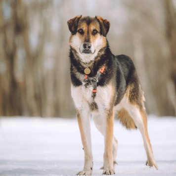 Собаки в добрые руки - Сказка - 1