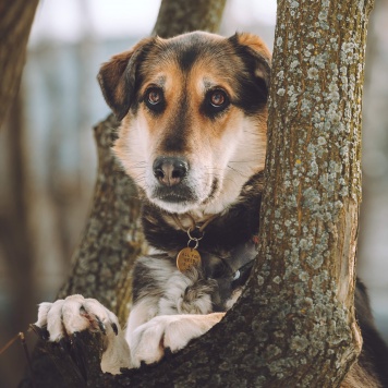 Собаки в добрые руки - Сказка - 2