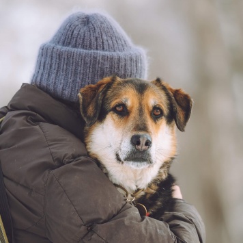 Собаки в добрые руки - Сказка - 3