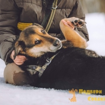 Собаки в добрые руки - Сказка - 4