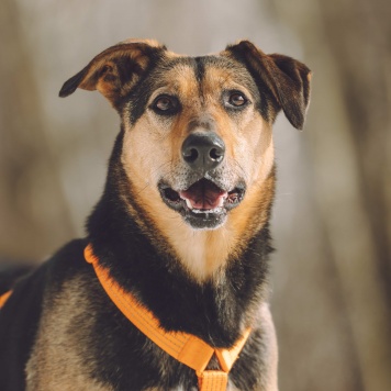 Собаки в добрые руки - Молли