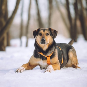 Собаки в добрые руки - Молли - 1