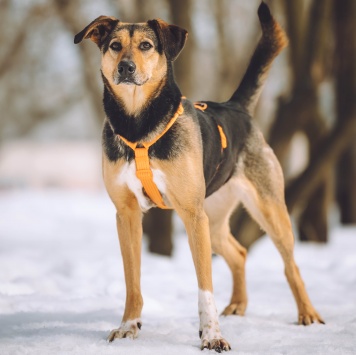 Собаки в добрые руки - Молли - 2