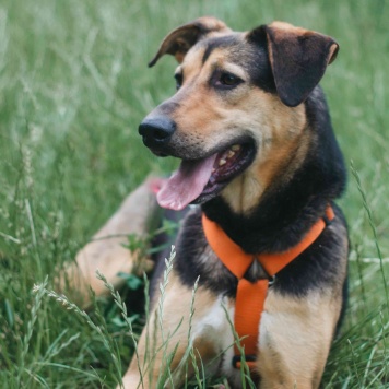 Собаки в добрые руки - Молли - 4