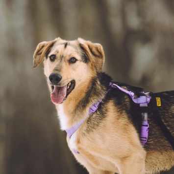 Собаки в добрые руки - Миндаль