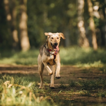 Собаки в добрые руки - Миндаль - 1