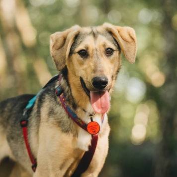 Собаки в добрые руки - Миндаль - 2