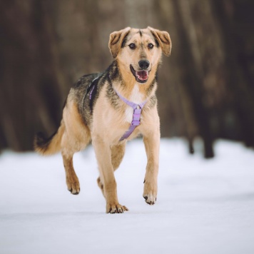 Собаки в добрые руки - Миндаль - 3