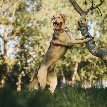 Собаки в добрые руки - Миндаль - 4