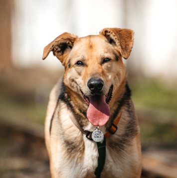 Собаки в добрые руки - Барни