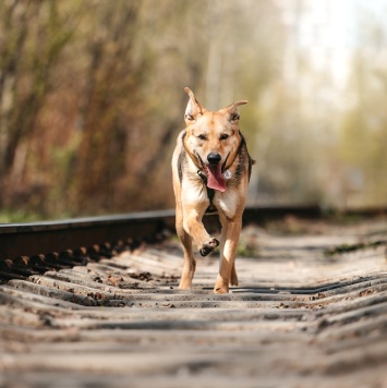 Собаки в добрые руки - Барни - 1
