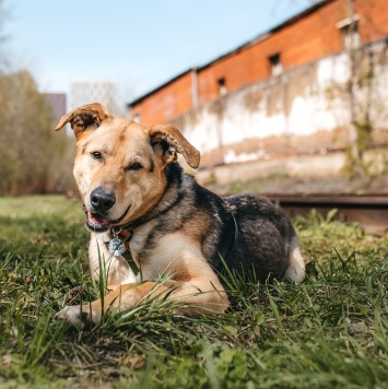 Собаки в добрые руки - Барни - 2