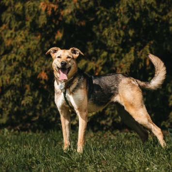 Собаки в добрые руки - Барни - 3