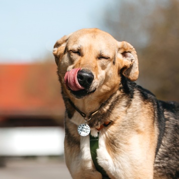 Собаки в добрые руки - Барни - 4