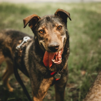 Собаки в добрые руки - Джобс