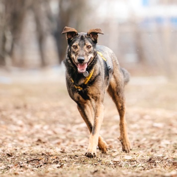 Собаки в добрые руки - Джобс - 1