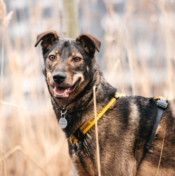 Собаки в добрые руки - Джобс - 2