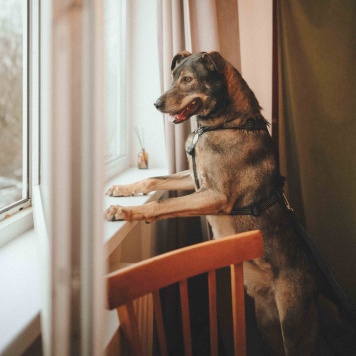 Собаки в добрые руки - Джобс - 3