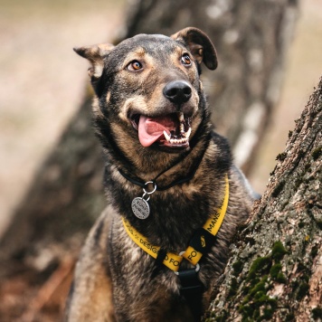 Собаки в добрые руки - Джобс - 4