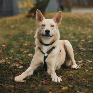 Собаки в добрые руки - Лунтик